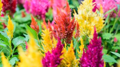 Photo of Soins de la plante Celosia argentea ou Cresta de gallo