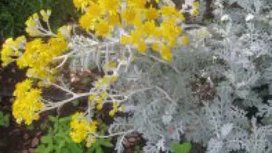 Photo of Soins de la plante Cineraria maritima, Senecio cineraria ou Cinderela