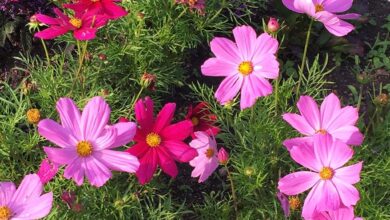 Photo of Soins de la plante Cosmos bipinnatus, Cosmos ou Mirasol