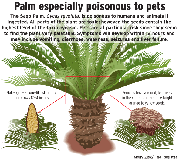 Photo of Soins de la plante Cycas revoluta, Cica ou Sago Palm