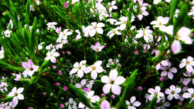 Photo of Soins de la plante Diosma ericoides ou Diosma