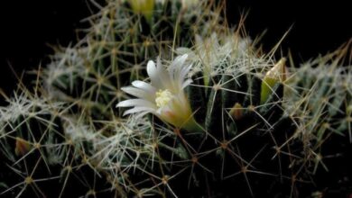 Photo of Soins de la plante Dolichothele camptotricha ou Mammillaria decipiens