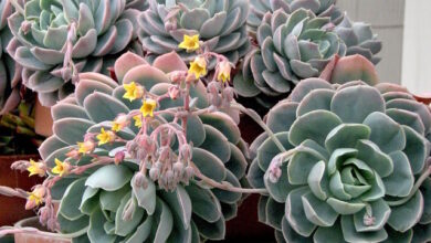 Photo of Soins de la plante Echeveria setosa ou Echeveria pilosa