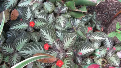 Photo of Soins de la plante Episcia cupreata ou Cirtodeira