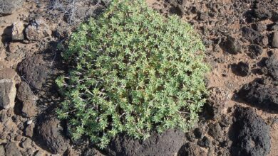 Photo of Soins de la plante Euphorbia balsamifera ou Tabaiba dulce