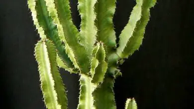 Photo of Soins de la plante Euphorbia candelabrum ou Euphorbia candelabro