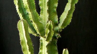 Photo of Soins de la plante Euphorbia candelabrum ou Euphorbia candelabro