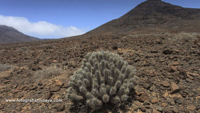 Photo of Soins de la plante Euphorbia handiensis ou Cardón de Jandía