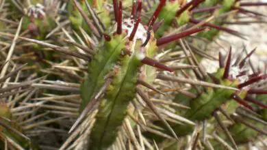 Photo of Soins de la plante Euphorbia heptagona ou Anthacantha desmetiana