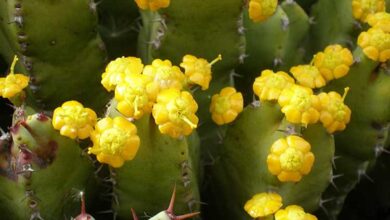 Photo of Soins de la plante Euphorbia resinifera ou Cardón resinoso