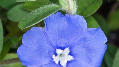 Photo of Soins de la plante Evolvulus glomeratus, Daze azul ou Evolvulus