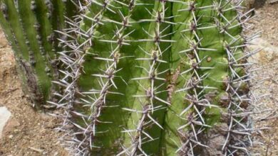 Photo of Soins de la plante Ferocactus peninsulae ou Ferocactus horridus