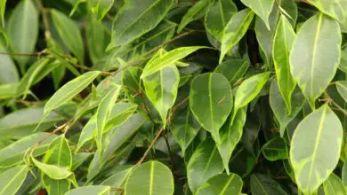 Photo of Soins de la plante Ficus benjamina ou Ficus de hoja pequeña