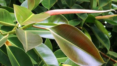 Photo of Soins de la plante Ficus elastica ou Ficus de grande hoja