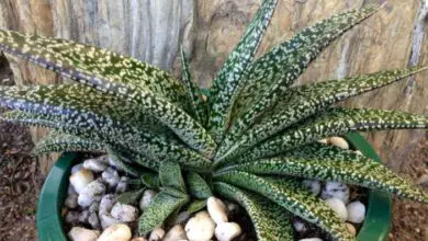 Photo of Soins de la plante Gasteria carinata ou Gasteria verrucosa
