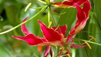 Photo of Soins de la plante grimpante Gloriosa rothschildiana ou Gloriosa