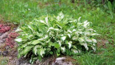 Photo of Soins de la plante Hosta, Hermosa ou Lirio llantén