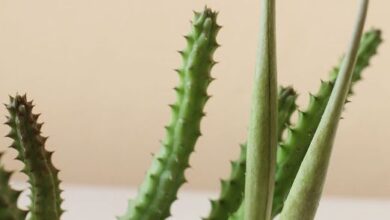 Photo of Soins de la plante Huernia pillansii ou Huernia de Pillans