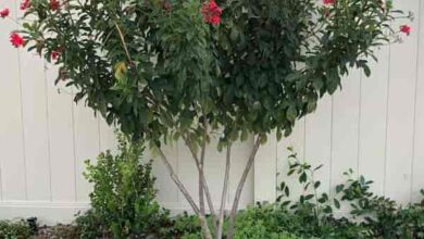 Photo of Soins de la plante Jatropha integerrima, Peregrina ou Jatropha