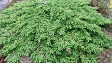 Photo of Soins de la plante Juniperus californica