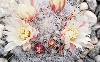 Photo of Soins de la plante Mammillaria lenta ou Cabeza blanca