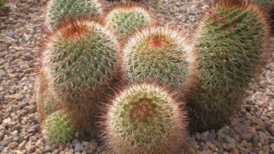 Photo of Soins de la plante Mammillaria spinosissima ou Biznaga espinosa