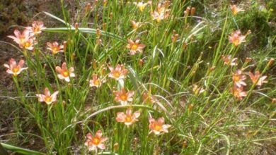 Photo of Soins de la plante Moraea ochroleuca ou Homeria ochroleuca