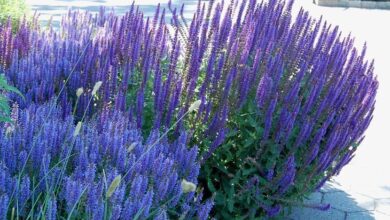 Photo of Soins de la plante Nemorosa ou Salvia de bosque