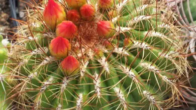 Photo of Soins de la plante Oroya peruviana ou Echinocactus peruvianus
