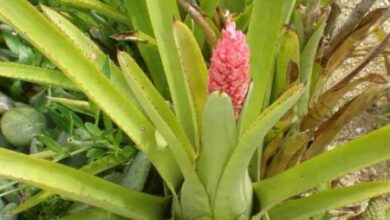 Photo of Soins de la plante Quesnelia arvensis ou Ananas arvensis