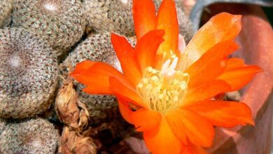 Photo of Soins de la plante Rebutia heliosa ou Aylostera heliosa