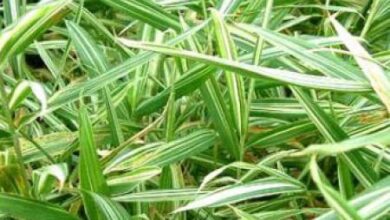 Photo of Soins de la plante Sasa variegata ou Arundinaria variegata