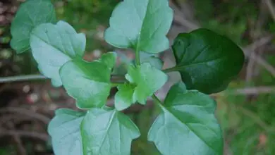 Photo of Soins de la plante Senecio angulatus ou Senecio ivy