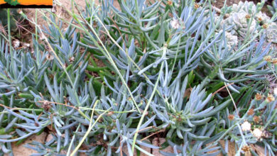 Photo of Soins de la plante Senecio serpens ou Kleinia repens