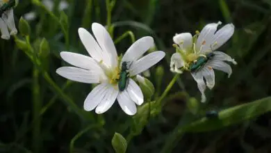 Photo of Soins de la plante Stellaria holostea ou Estrellada