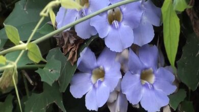 Photo of Soins de la plante Thunbergia grandiflora ou Tumbergia blue