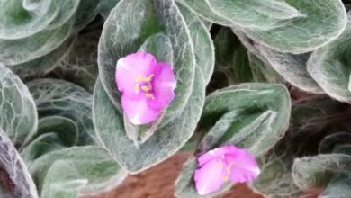 Photo of Soins de la plante Tradescantia sillamontana ou Tradescantia lanosa