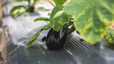 Photo of Soins de la Solanum melongena ou aubergine