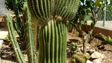 Photo of Soins de Neobuxbaumia polylopha ou Saguaro doré