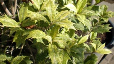 Photo of Soins de Osmanthus heterophyllus, Osmantus ou Lilas