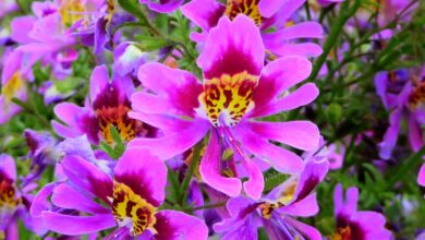 Photo of Soins de Schizanthus wisetonensis ou plante papillon