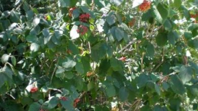 Photo of Soins de Viburnum lantana, Viburno ou Morrionera