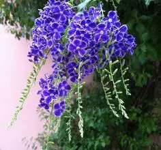 Photo of Soins des plantes Duranta repens, Duranta erecta ou Heavenly flower