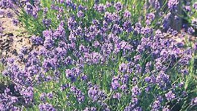 Photo of Soins des plantes Lavandula dentata, Lavande ou Lavande