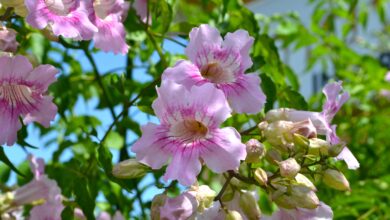 Photo of Soins des plantes Podranea ricasoliana ou Bignonia rosa