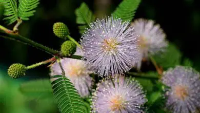 Photo of Soins du Mimosa pudica ou Mimosa plante sensorielle