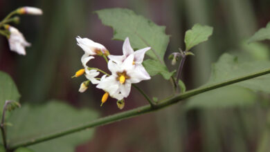 Photo of Solanaceae