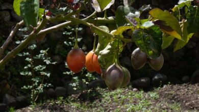 Photo of Solanum betaceum, uma pequena árvore cujos frutos têm grandes vantagens para a…