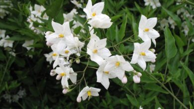 Photo of Solanum jasminoides Falso jasmim noturno