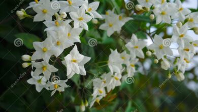 Photo of Solanum jasminoides, jasmim noturno ou falso jasmim vegetal